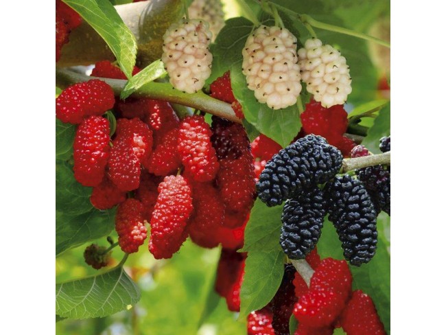 Denizli Bekilli Merkez'de Yeni Toki Konutları ve Otoyol Yanında 4.973 m2 Tarla. Açıklamayı Okuyunuz.