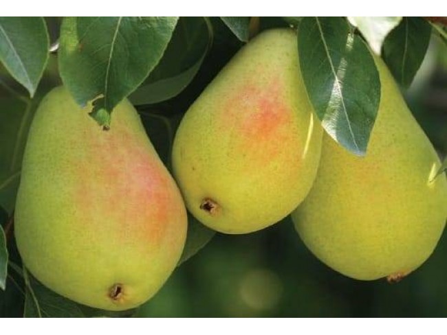 Denizli Bekilli Merkez'de Yeni Toki Konutları ve Otoyol Yanında 4.973 m2 Tarla. Açıklamayı Okuyunuz.