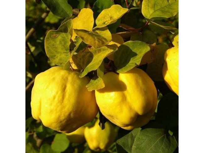 Denizli Bekilli Merkez'de Yeni Toki Konutları ve Otoyol Yanında 4.973 m2 Tarla. Açıklamayı Okuyunuz.