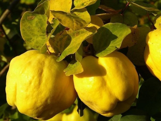 Denizli Bekilli Merkez'de Yeni Toki Konutları ve Otoyol Yanında 4.973 m2 Tarla. Açıklamayı Okuyunuz.