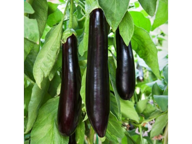 Antalya Gündoğmuş Köprülü-Pınargözü'nde 267 m2 Köyiçinde Tarım Kümes Tarlası. Açıklamayı Okuyunuz.