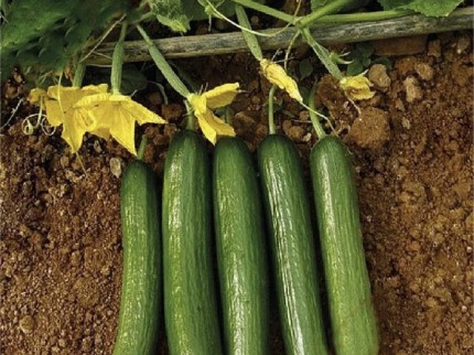 Antalya Gündoğmuş Köprülü-Pınargözü'nde 267 m2 Köyiçinde Tarım Kümes Tarlası. Açıklamayı Okuyunuz. Antalya Gündoğmuş Köprülü-Pınargözü'nde 267 m2 Köyiçinde Tarım Kümes Tarlası. Açıklamayı Okuyunuz.