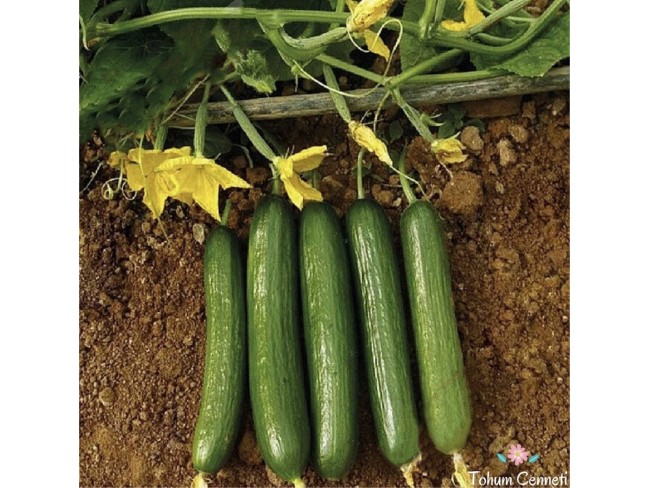 Antalya Gündoğmuş Köprülü-Pınargözü'nde 267 m2 Köyiçinde Tarım Kümes Tarlası. Açıklamayı Okuyunuz. Antalya Gündoğmuş Köprülü-Pınargözü'nde 267 m2 Köyiçinde Tarım Kümes Tarlası. Açıklamayı Okuyunuz.