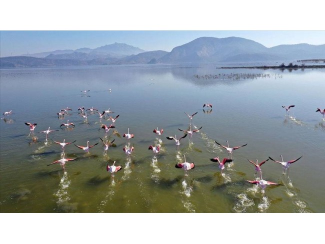 Aydın Didim Akyeniköy Merkezde, Denize ve Bafa Gölüne Yakın 355 m2 İmarlı Arsa. Açıklamayı Okuyunuz.