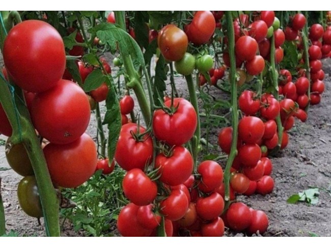 Balıkesir Sındırgı Mumcu'da Akarsu Yakınında 587 m2 Tarım Arı Kümes Tarlası. Açıklamayı Okuyunuz.