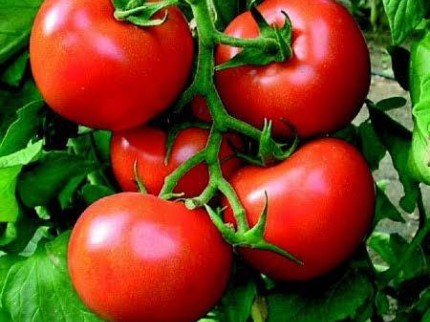 Balıkesir Sındırgı Mumcu'da Akarsu Yakınında 587 m2 Tarım Arı Kümes Tarlası. Açıklamayı Okuyunuz.