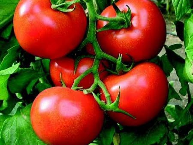 Balıkesir Sındırgı Mumcu'da Akarsu Yakınında 587 m2 Tarım Arı Kümes Tarlası. Açıklamayı Okuyunuz.