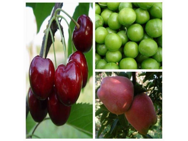 Balıkesir Sındırgı Mumcu'da Akarsu Yakınında 587 m2 Tarım Arı Kümes Tarlası. Açıklamayı Okuyunuz.