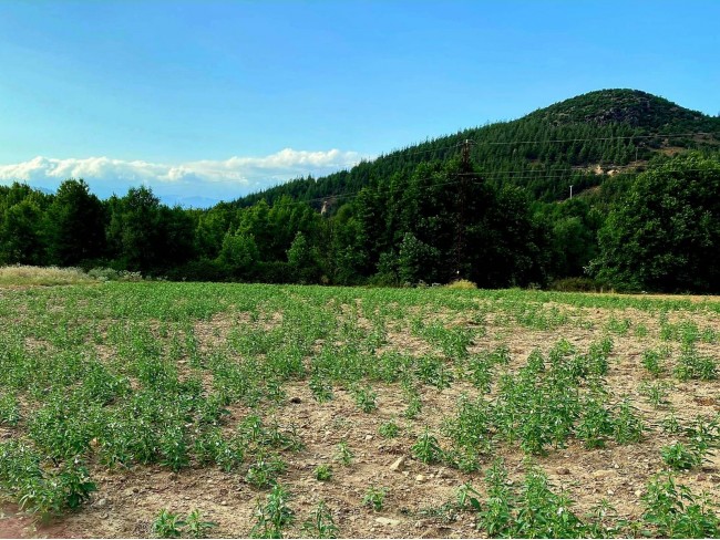 Balıkesir Sındırgı Mumcu'da Akarsu Yakınında 587 m2 Tarım Arı Kümes Tarlası. Açıklamayı Okuyunuz. Balıkesir Sındırgı Mumcu'da Akarsu Yakınında 587 m2 Tarım Arı Kümes Tarlası. Açıklamayı Okuyunuz.