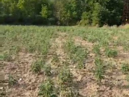 Balıkesir Sındırgı Mumcu'da Akarsu Yakınında 587 m2 Tarım Arı Kümes Tarlası. Açıklamayı Okuyunuz.