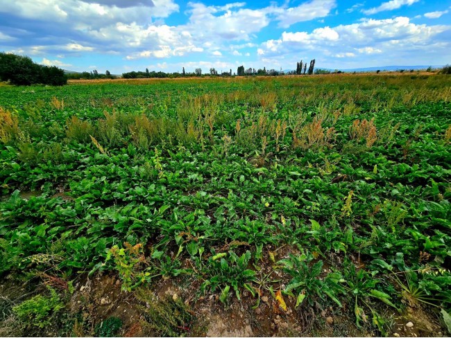 Kütahya Emet Örencik Köyiçi Elektrik Sulu Şeker Pancarı Ekili 1.463 M2 Tarla. Açıklamayı Okuyunuz Kütahya Emet Örencik Köyiçi Elektrik Sulu Şeker Pancarı Ekili 1.463 M2 Tarla. Açıklamayı Okuyunuz