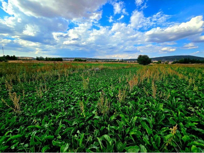 Kütahya Emet Örencik Köyiçi Elektrik Sulu Şeker Pancarı Ekili 1.463 M2 Tarla. Açıklamayı Okuyunuz