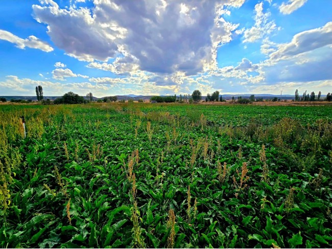 Kütahya Emet Örencik Köyiçi Elektrik Sulu Şeker Pancarı Ekili 1.463 M2 Tarla. Açıklamayı Okuyunuz Kütahya Emet Örencik Köyiçi Elektrik Sulu Şeker Pancarı Ekili 1.463 M2 Tarla. Açıklamayı Okuyunuz