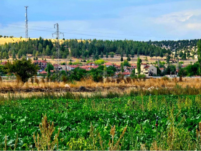 Kütahya Emet Örencik Köyiçi Elektrik Sulu Şeker Pancarı Ekili 1.463 M2 Tarla. Açıklamayı Okuyunuz Kütahya Emet Örencik Köyiçi Elektrik Sulu Şeker Pancarı Ekili 1.463 M2 Tarla. Açıklamayı Okuyunuz